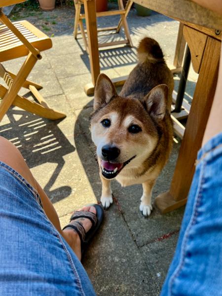 Hands down best food for your pooch!