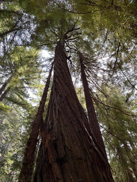 Roller-coaster ride to magical Muir Woods :)