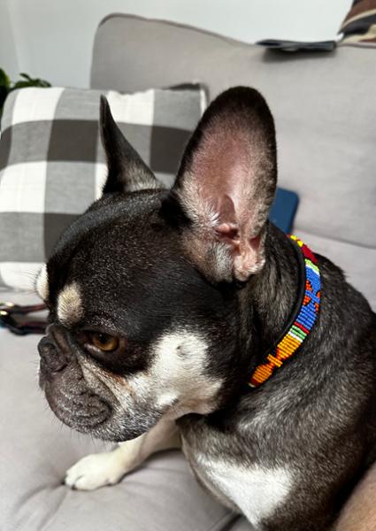 Rocking beaded collar!