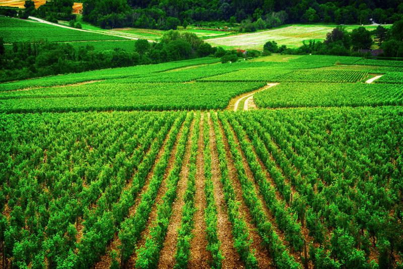 A Burgundy Idyll.