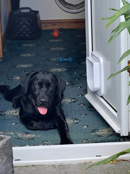 Pooch & Mutt Customer Service - disappointing