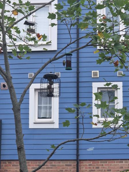Brussels Fat Ball Bird Feeder Guardian Pack
