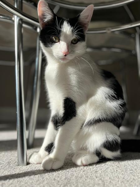 Dry Cat Food | 1.5kg | Hypoallergenic | Duck And Turkey | Grain Free & Natural Ingredients | Vet Recommended | Purr and Miaow