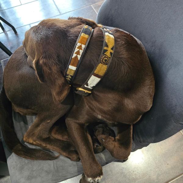 Love these collars well worth the money, nice polite company