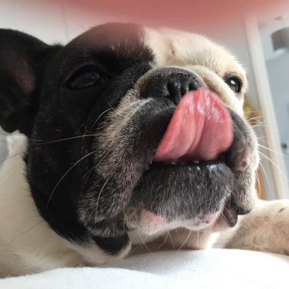 My Frenchie loves products.