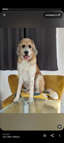 5 stars from Reggie the StBerdoodle