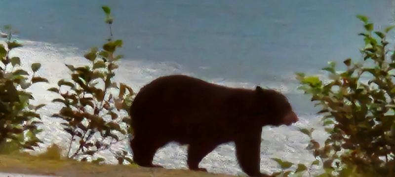 Majestic Alaska