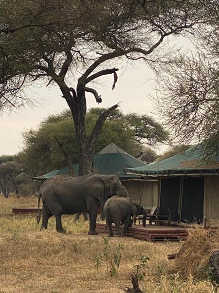 Safari adventure
