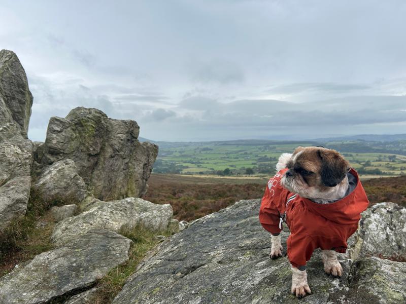 Aggie & Kluska at Shropshire Hills