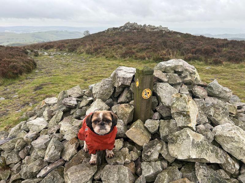 Aggie & Kluska at Shropshire Hills