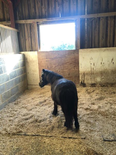 Laminitis management