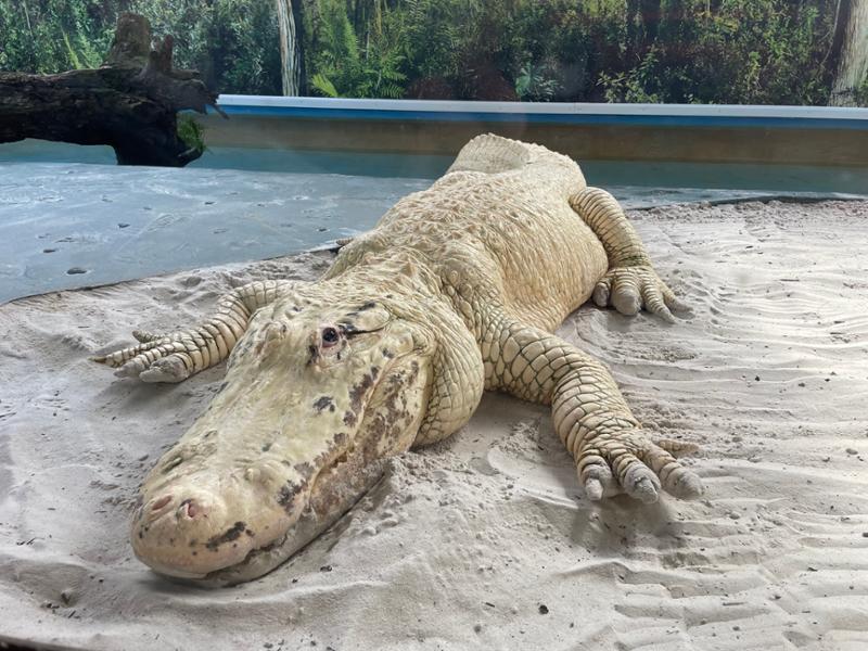 Gatorland is a must see!