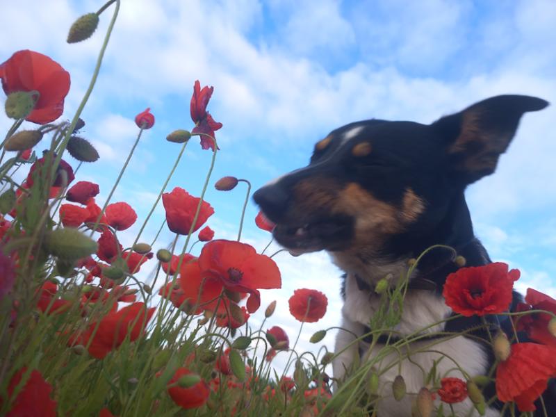 Wonderfully Wheat Free Baked Mixer Meal Dog Food