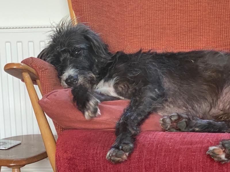 Well organised walking holiday, dogs and humans very happy