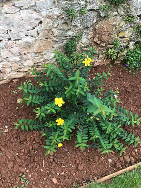 Hypericum