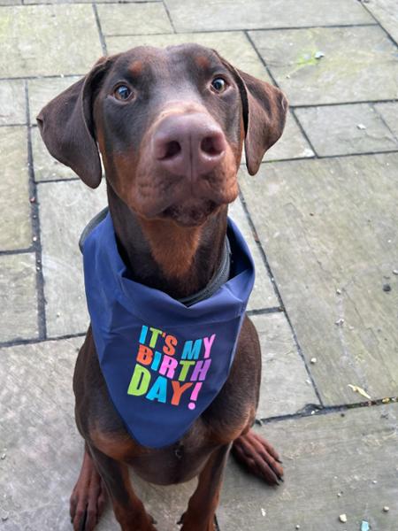 Nothing but Pooch and Mutt for our boy