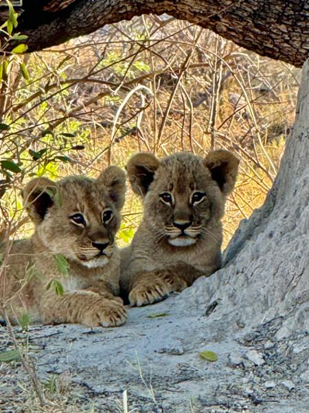 Africas Best Travel Company