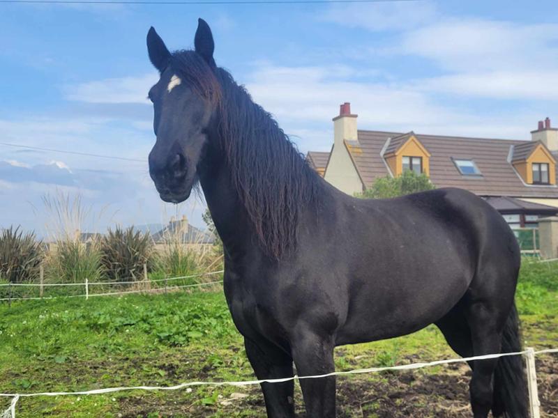 Happier horse