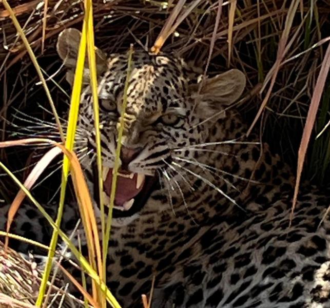 South African Dream Vacation