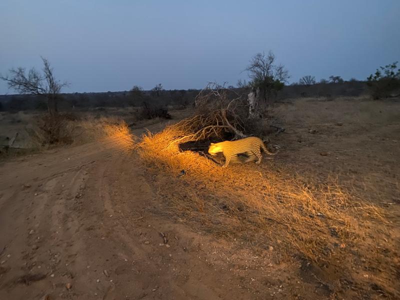 South Africa and Safari Experience a Lifetime Highlight