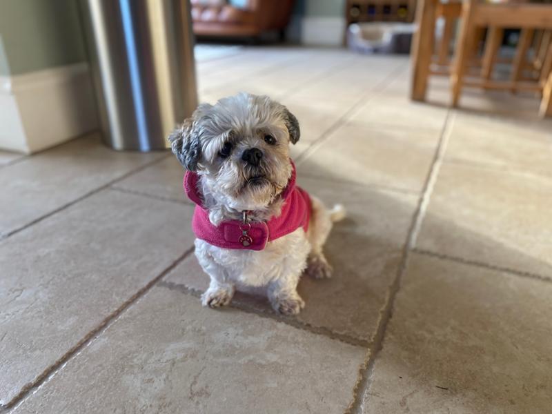 Annie the rescue