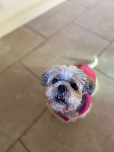 Annie the rescue