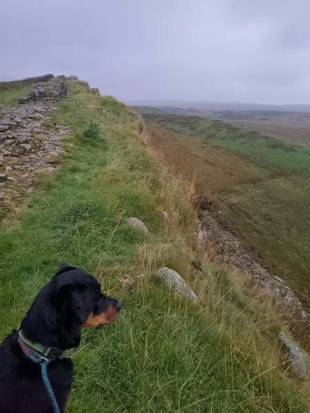 Dog friendly holiday heaven