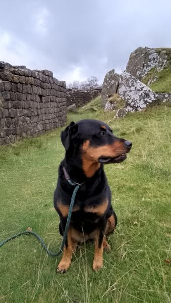 Dog friendly holiday heaven