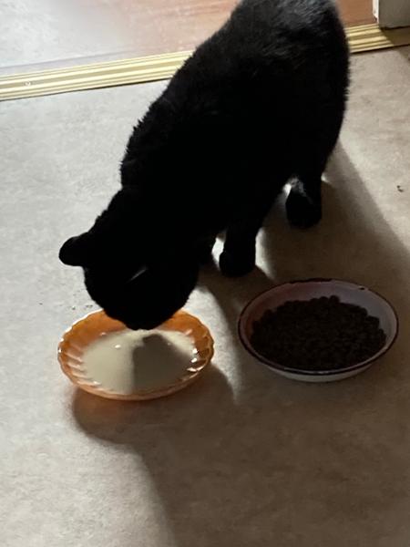 Fantastic pet food and service