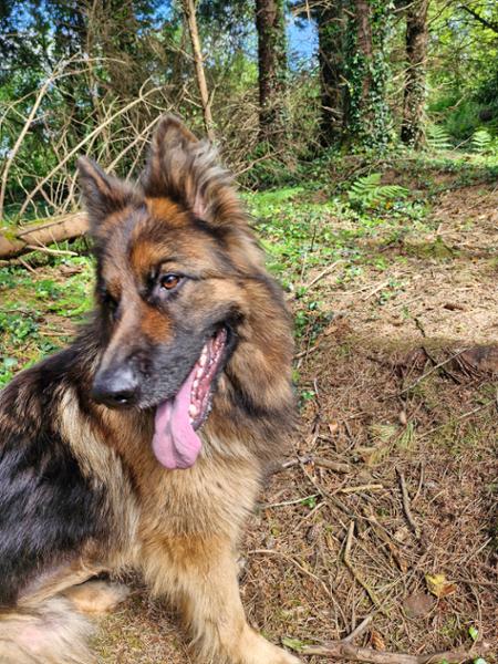 GAIN Buddy Dog Food 15kg