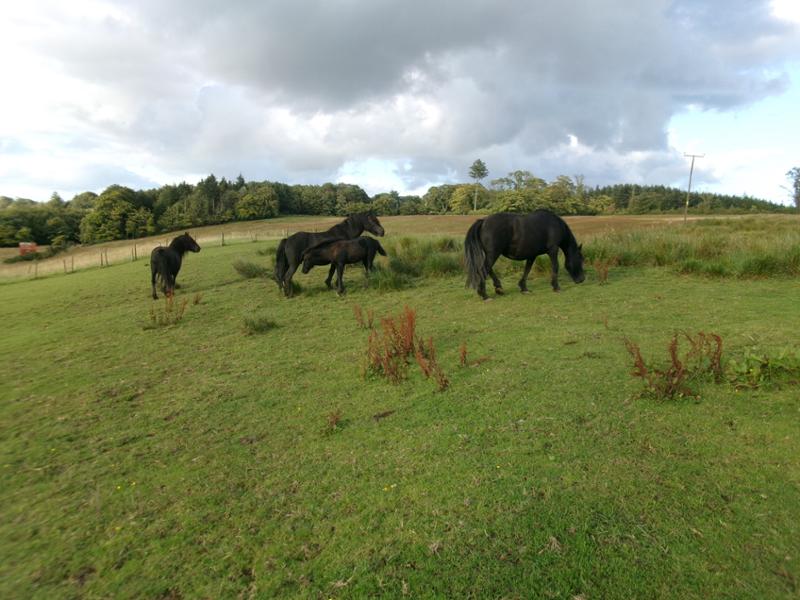 Native Feed Balancer is an excellent product for native ponies.