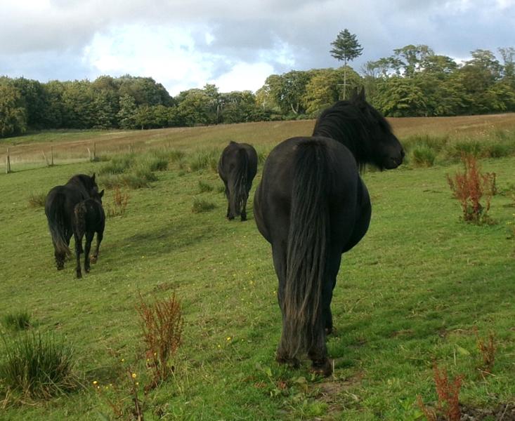 Native Feed Balancer is an excellent product for native ponies.