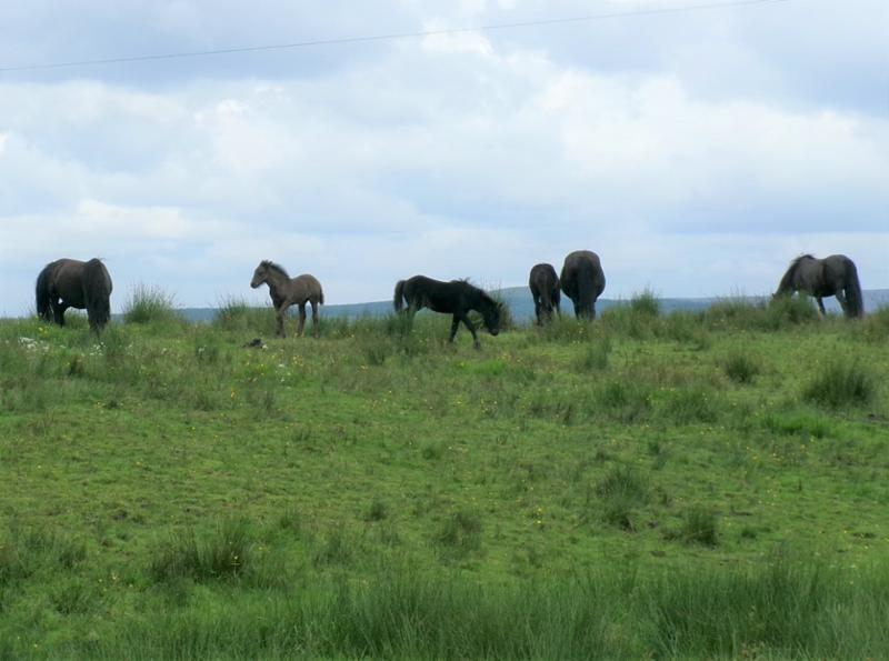 Native Feed Balancer is an excellent product for native ponies.