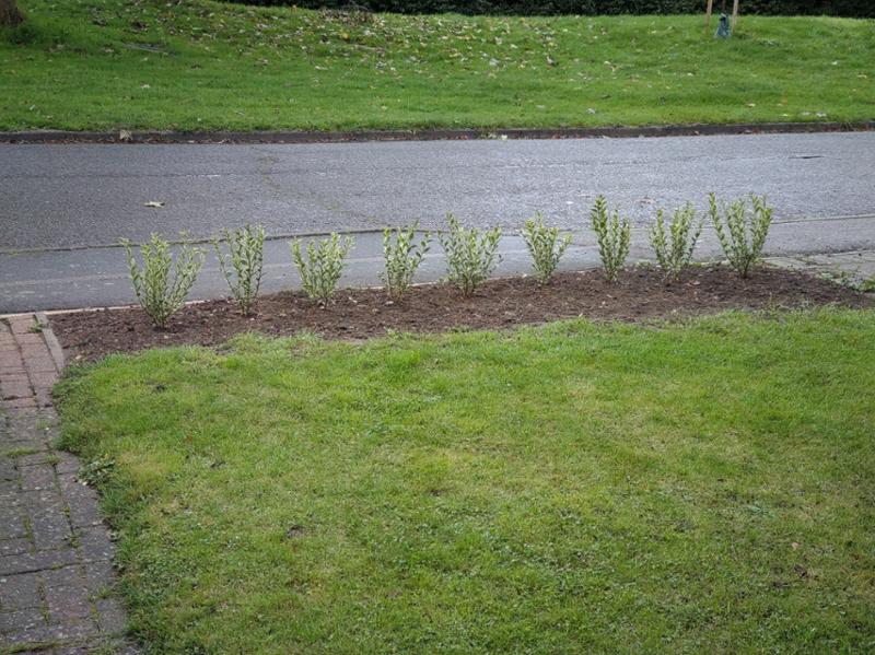 Silver Privet