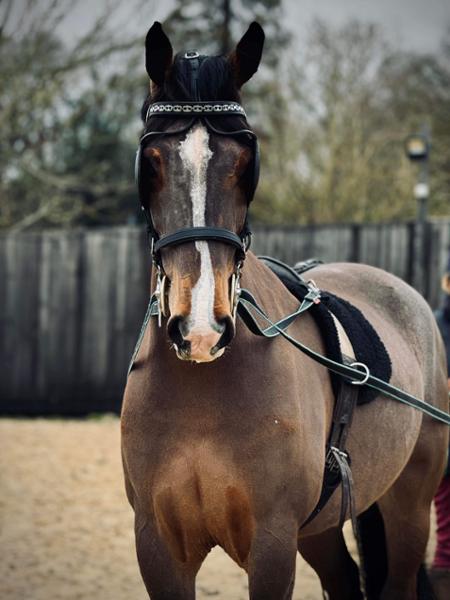 Driving horse