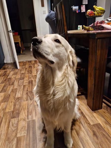 Wilsons Cold Pressed Working Dog Food - Fish 15kg