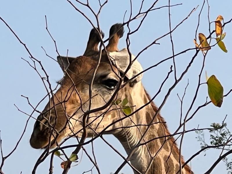 Safari sights