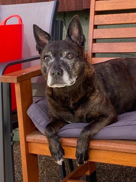 Insect Dry Dog Food