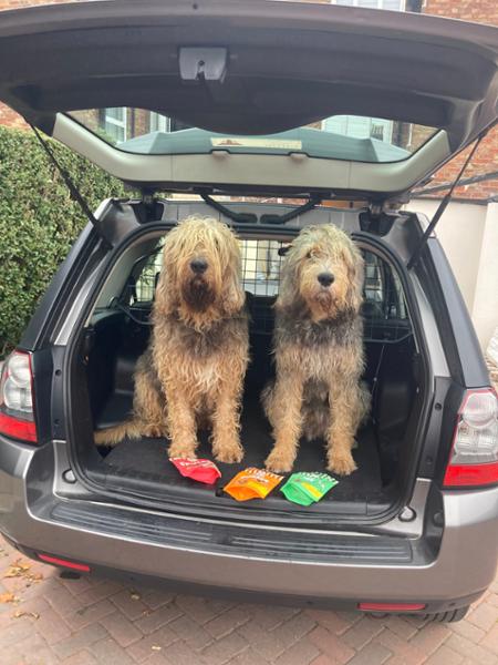 Dogs favourite food/treats