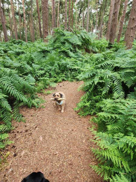 Happy dog, happy life.