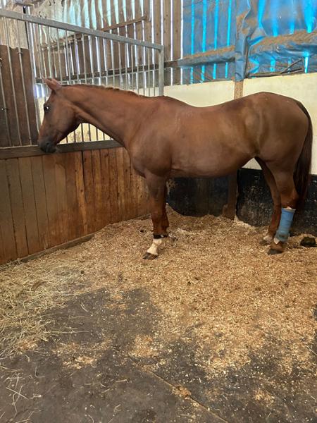 Blue Chip Lady