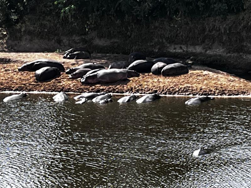 Kenya/Tanzania Safari Adventures