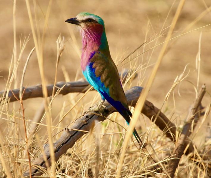A Perfect Safari Experience!