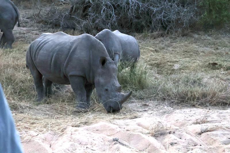 Fantastic 2 week trip to Cape Town and South African safaris