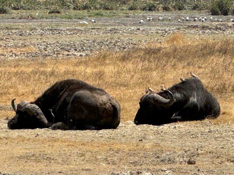Incredible trip to Africa