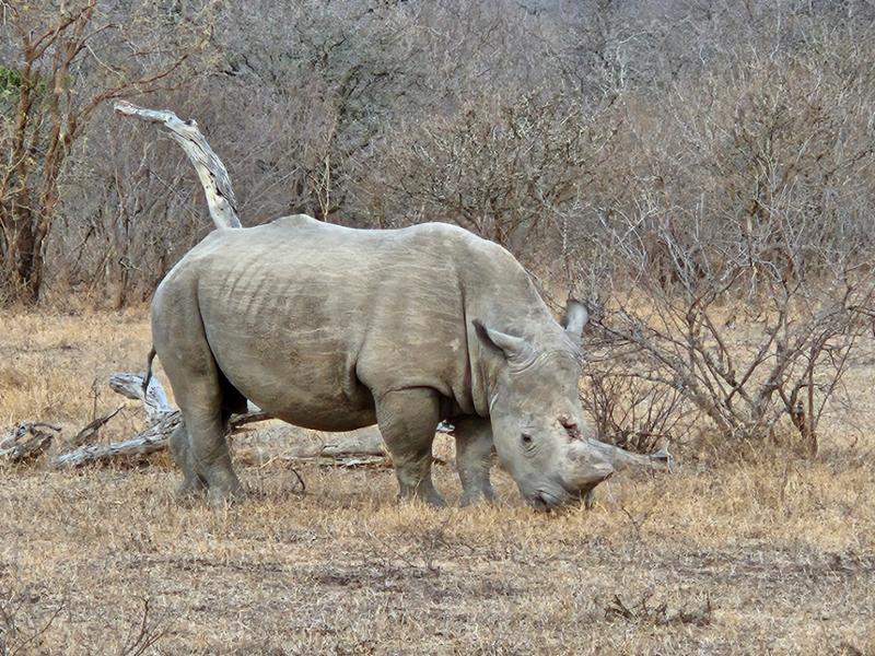 Our Awesome Adventure in Africa