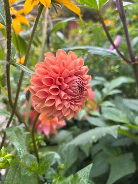 Dahlia Cornel Brons Tubers