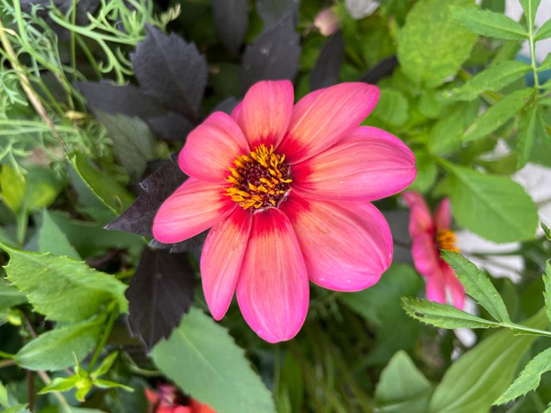 Dahlia Dahlegria Tricolour
