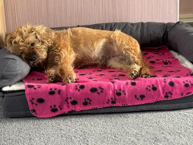 Happy Border terrier.