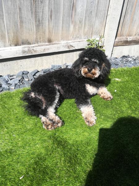 Fantastic, my lad has a food that suits him, Soft and shiny for his coat an